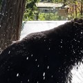 Слатка сцена из зоолошког врта: Младунци црног медведа уживају у првом пролећном купању