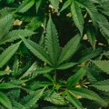 AP: Američka DEA će označiti marihuanu kao manje opasnu drogu