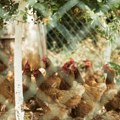 Švedska: Prva zemlja bez koka u kavezima i to bez zakonske zabrane
