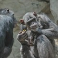 Zabeležen prvi „građanski rat“ među šimpanzama: Krvavi sukob dojučerašnjih prijatelja