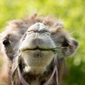 FOTO Prvi put u 35 godina: Mladunče dvogrbe kamile rođeno u beogradskom zoo vrtu