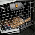 (Foto) Nakon lutanja, otmice i prihvatilišta, orao Feliks vraćen u Srbiju