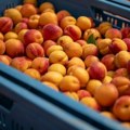 Kajsije dobro rodile ove godine: Berba otkrila šta čeka kupce i proizvođače