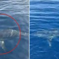 U Jadranskom moru snimljena velika ajkula koja juri 70 na sat: Predator kružio oko čamca, ribolovci u čudu (video)