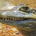 Aligator skrivio tešku saobraćajnu nesreću: Poginula devojka, nije imala nikakve šanse!