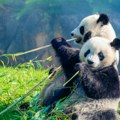 "Panda diplomatija" je uspela Južna Koreja dobila dva džina