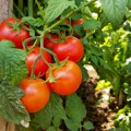 Čeri, Anđelina, Kazanova: Gajimo više od 50 sorti paradajza, najskuplje je "volovsko srce", a jedna vrsta "posebnija" je od…