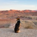 Pas Gaša ima jedinstvenu životnu priču: Bio je ulični pas u Sudanu a njegov put do Beograda je filmski
