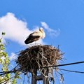 Данас сунчано, киша на југозападу, југу и истоку Србије