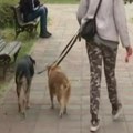 Da li psi moraju da se šetaju na povodniku i bez zaštitne korpe za njušku? Komunalni policajac sve objasnio, a evo šta se…