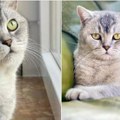 Nestao Macan, nagrada 1.500 evra: Vlasnici očajni, mole za pomoć: Naša porodica nije potpuna otkad Macan nije sa nama…