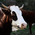 Krave prepoznaju lica i povezuju glas sa odgovarajućim licem