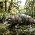 Otrovni sisar koji polaže jaja: Zašto je kljunar jedna od najbizarnijih životinja na planeti?