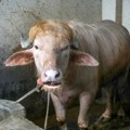 Bivo "Tramp" spasen od žrtvovanja: Grdosija od 700 kg koja podseća na američkog lidera dobila novu šansu za život