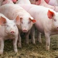 Povlači se proizvod sa tržišta zbog salmonele: Obratite pažnju, proizveden je u Srbiji