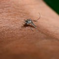 U regionu tri slučaja groznice Zapadnog Nila, „Batut“ objavio kakva je situacija kod nas