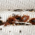 Stenice sve češće napadaju domove: Evo kako ih prepoznati, izbeći i ukloniti