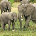 Istraživanje: Slonovi se pozdravljaju korišćenjem više od 1.200 signala