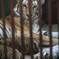 Čuvara zoo vrta u Rumuniji ubio tigar, 2 greške ga koštale života: Napala ga zver od 200 kg, kolege čule jauk