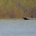 Horor na obali reke Save! Ugledao je prizor od kojeg se sloši čoveku Ko zna koliko je telo bilo tu, ali misle da znaju šta…