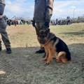 Vojska u Nišu prodaje pse, građani negoduju i traže udomljavanje