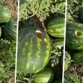 Lukavi predatori haraju Odžacima: Savi uništene lubenice, meštani nemoćni jer se ničega ne plaše (VIDEO)