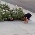 (Video) Snimljen trenutak kad je otrovnica ujela ženu: Orezivala cveće, pa usledio horor! Nije uspela da pozove hitnu, ono što…