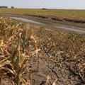 Suša prepolovila rod, Srbiji prete gubici od stotina miliona evra, najteže pogođena Vojvodina