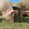 Afrička kuga do sada potvrđena u 32 opštine u Srbiji, eutanazirano 18.000 svinja