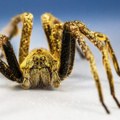 Evakuisana prodavnica zbog pauka čiji ujed može izazvati višesatnu erekciju