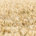 Poljska neće otvoriti granice za uvoz ukrajinskog žita, bez obzira na odluku EK