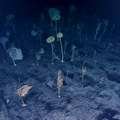 "Ovo liči na početak horor filma": Na dnu okeana pronađen tajanstveni zlatni objekat jajastog oblika