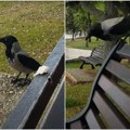 "Grabila me nogama i kljucala po glavi": Iskustvo Beograđanke koju je napala i povredila vrana u centru grada