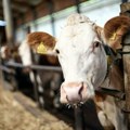 SRCE: Stočarstvo u Pčinjskom okrugu pred kolapsom, prepolovljen broj ovaca, svinja i krava