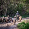 SRCE: Stočarstvo u Pčinjskom okrugu pred kolapsom, prepolovljen broj ovaca, svinja i krava