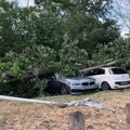 Drvo tokom nevremena smrskalo 4 automobila na Novom Beogradu: Neviđen šok na parkingu kod poznatog restorana