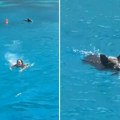 Panika u Grčkoj, šta se to približava: Počeli da beže u strahu kada im se ova životinja približila u vodi (Video)