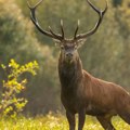 Ogroman jelen pobegao iz zoo vrta i opušteno lutao šumom Potraga je trajala danima - evo kako se završila