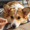 Veterinari otkrili zašto su TikTok saveti sve veća pretnja za kućne ljubimce