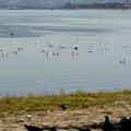 Dunav na istorijski niskom nivou: Suša ugrožava plovidbu, navodnjavanje i ekosistem