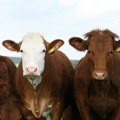 Stižu nam krave s ekološkom misijom - da podriguju manje metana