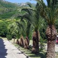 Užički vukovci zaradili letovanje: Petice ih odvele u Bečiće