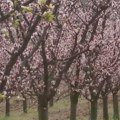 Mile iz Ritopeka od ove voćke vajdu nije video već dve godine! I kaže, bataliće jer je i ove procvetala prerano! Ali od ove…