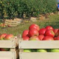 Evropa zatrpana jabukama: Zalihe veće za gotovo 22 odsto