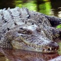 Australija i životinje: Australijanac preživeo napad krokodila tako što ga je ugrizao