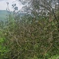 Aprilski mraz uništio prijepoljske voćnjake