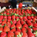 Srpske jagode zaglavile na granici: Proizvođači u debelom minusu