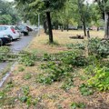 Razorne posledice oluje u Beogradu: Jedna opština najgore prošla, palo više od 800 stabala