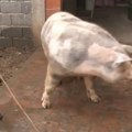 Ko voli prasetinu? Svi volimo! Pojeftinile svinje u Srbiji! Evo kako se kreću cene na stočnoj pijaci