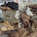UZNEMIRUJUĆE: Leševi uginulih životinja na sve strane, preti zaraza – OGLASILO SE MINISTARSTVO POLJOPRIVREDE!